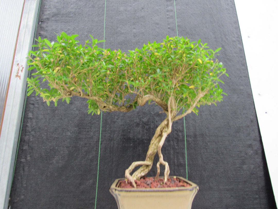 21 Year Old Thousand Star Serissa Flowering Semi Cascade Specimen Bonsai Tree Close