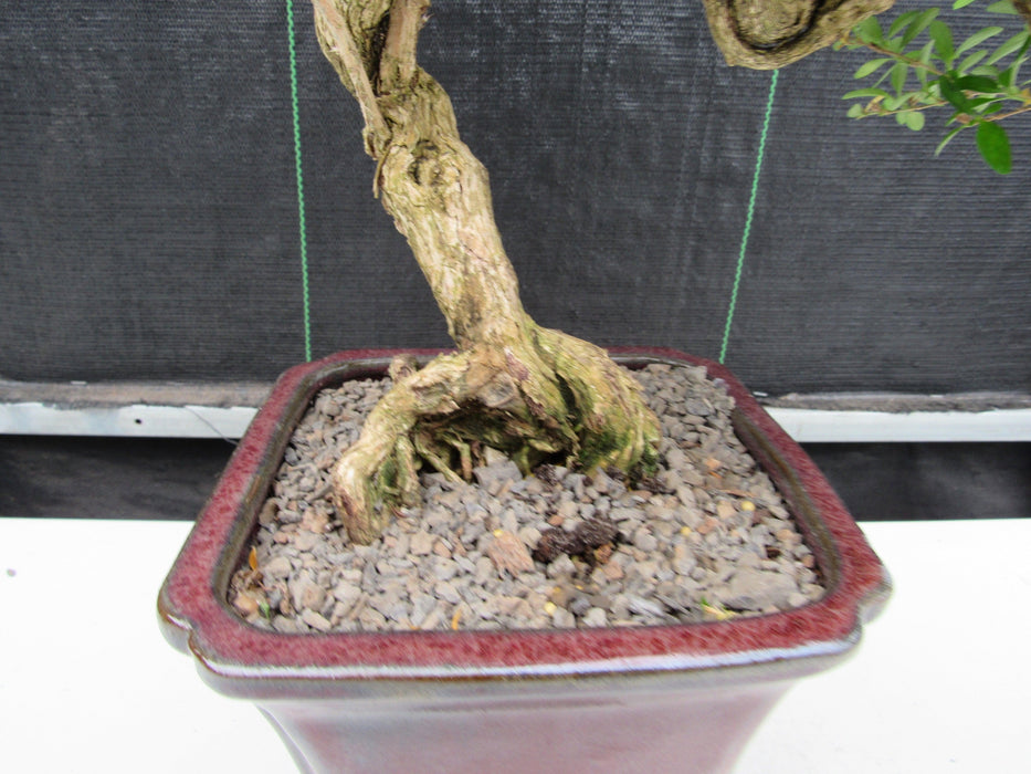 21 Year Old Thousand Star Serissa Flowering Semi Cascade Specimen Bonsai Tree Roots