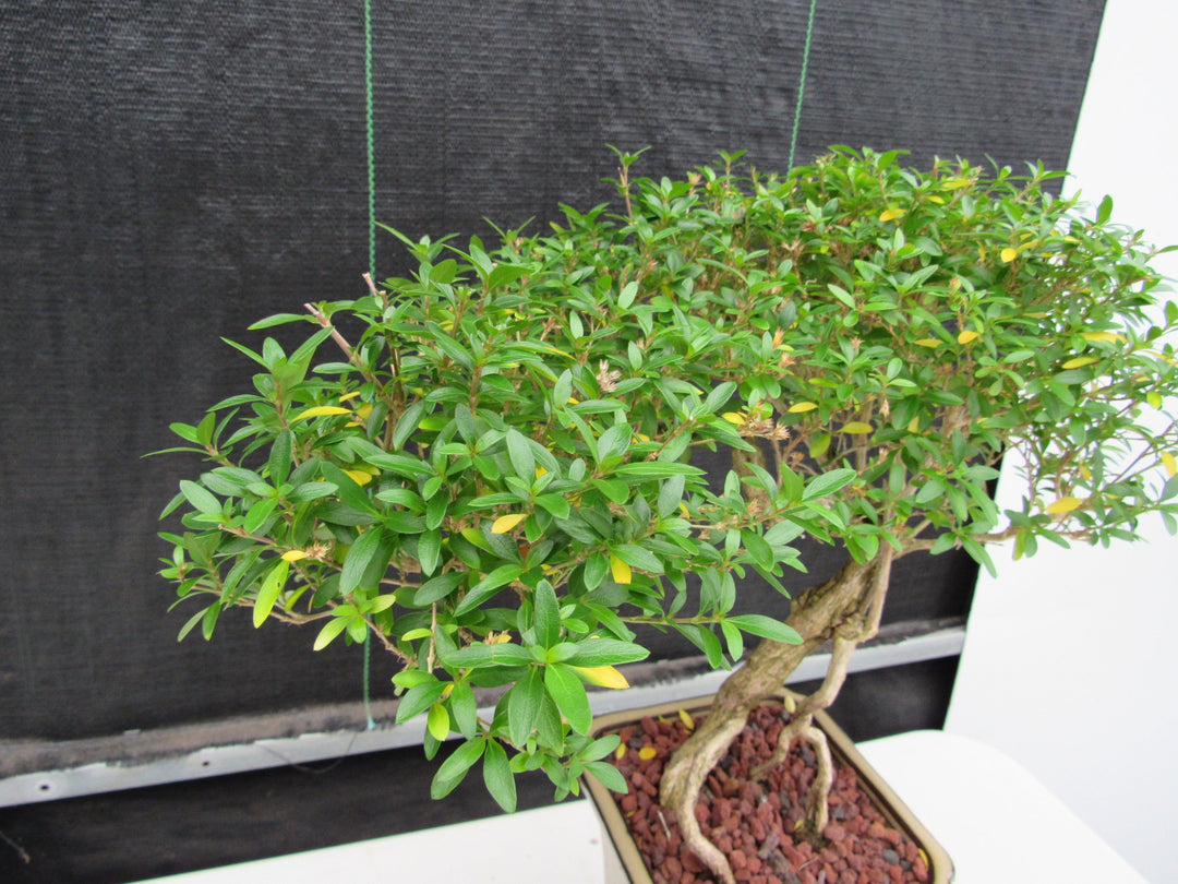 21 Year Old Thousand Star Serissa Flowering Semi Cascade Specimen Bonsai Tree Canopy