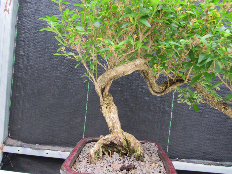 21 Year Old Thousand Star Serissa Flowering Semi Cascade Specimen Bonsai Tree Trunk