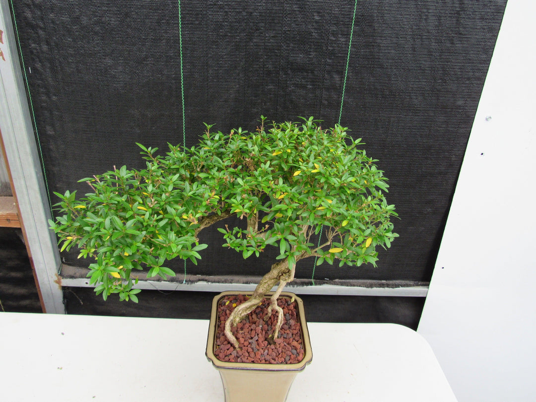 21 Year Old Thousand Star Serissa Flowering Semi Cascade Specimen Bonsai Tree Foliage