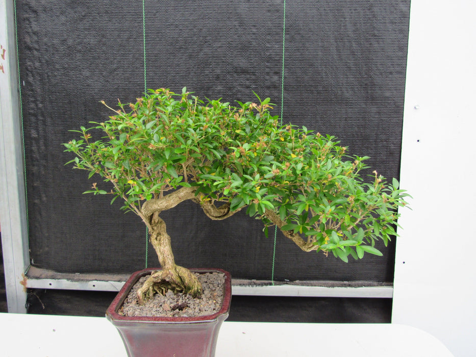 21 Year Old Thousand Star Serissa Flowering Semi Cascade Specimen Bonsai Tree Side