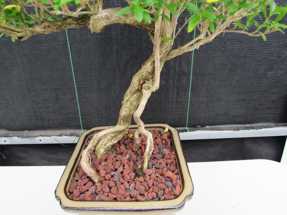 21 Year Old Thousand Star Serissa Flowering Semi Cascade Specimen Bonsai Tree Roots