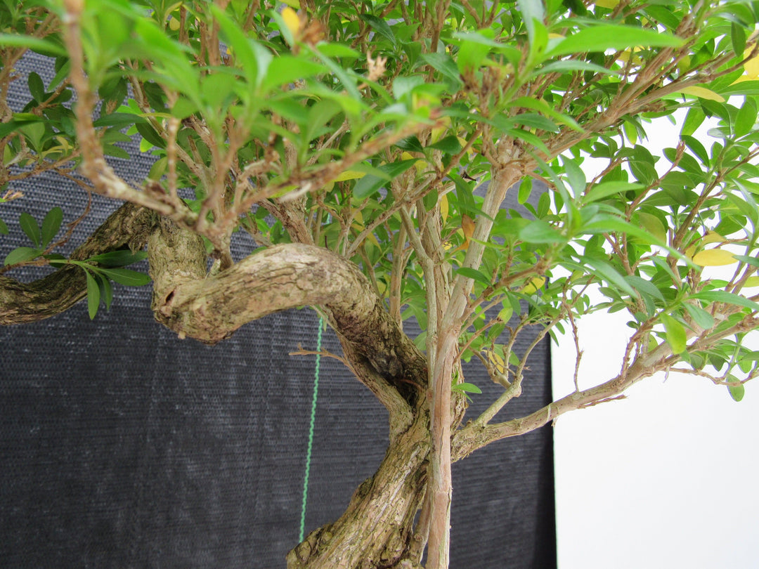 21 Year Old Thousand Star Serissa Flowering Semi Cascade Specimen Bonsai Tree Upward