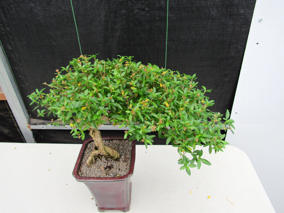 21 Year Old Thousand Star Serissa Flowering Semi Cascade Specimen Bonsai Tree Canopy