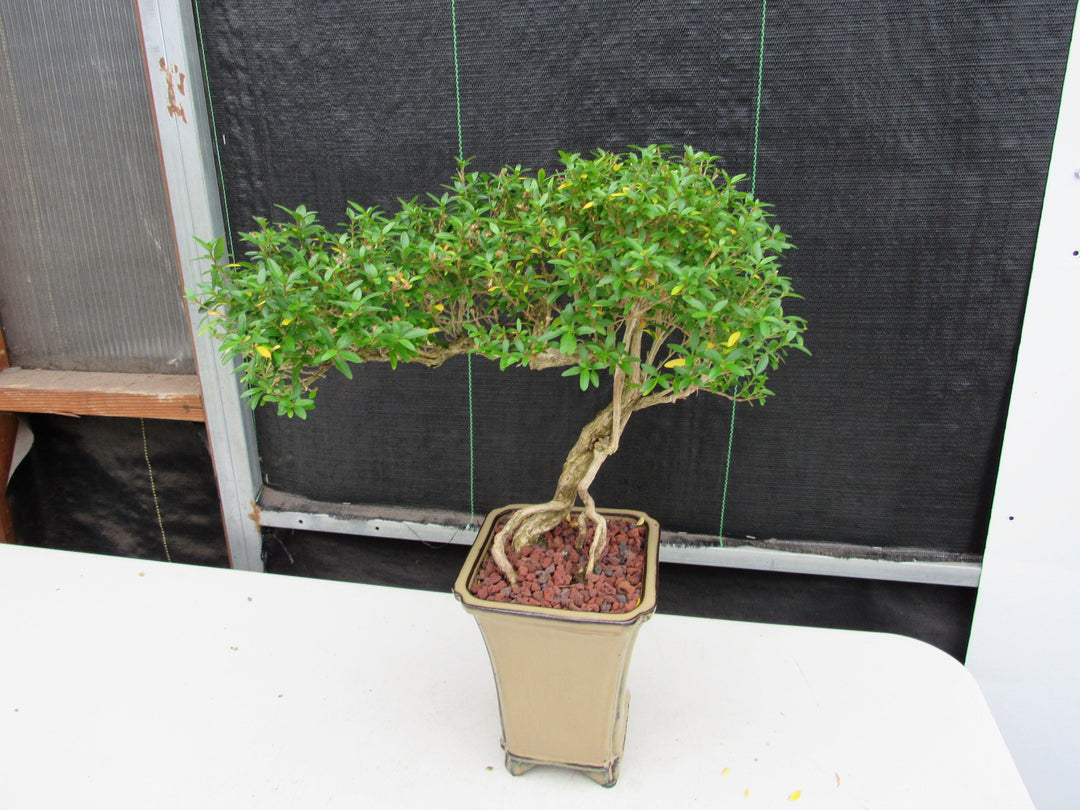 21 Year Old Thousand Star Serissa Flowering Semi Cascade Specimen Bonsai Tree Side