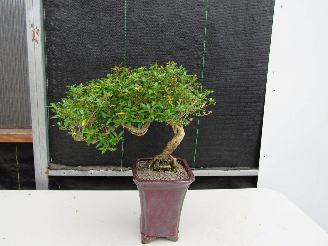 21 Year Old Thousand Star Serissa Flowering Semi Cascade Specimen Bonsai Tree Back