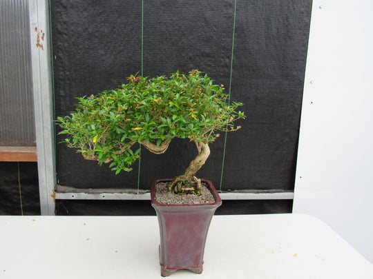 21 Year Old Thousand Star Serissa Flowering Semi Cascade Specimen Bons