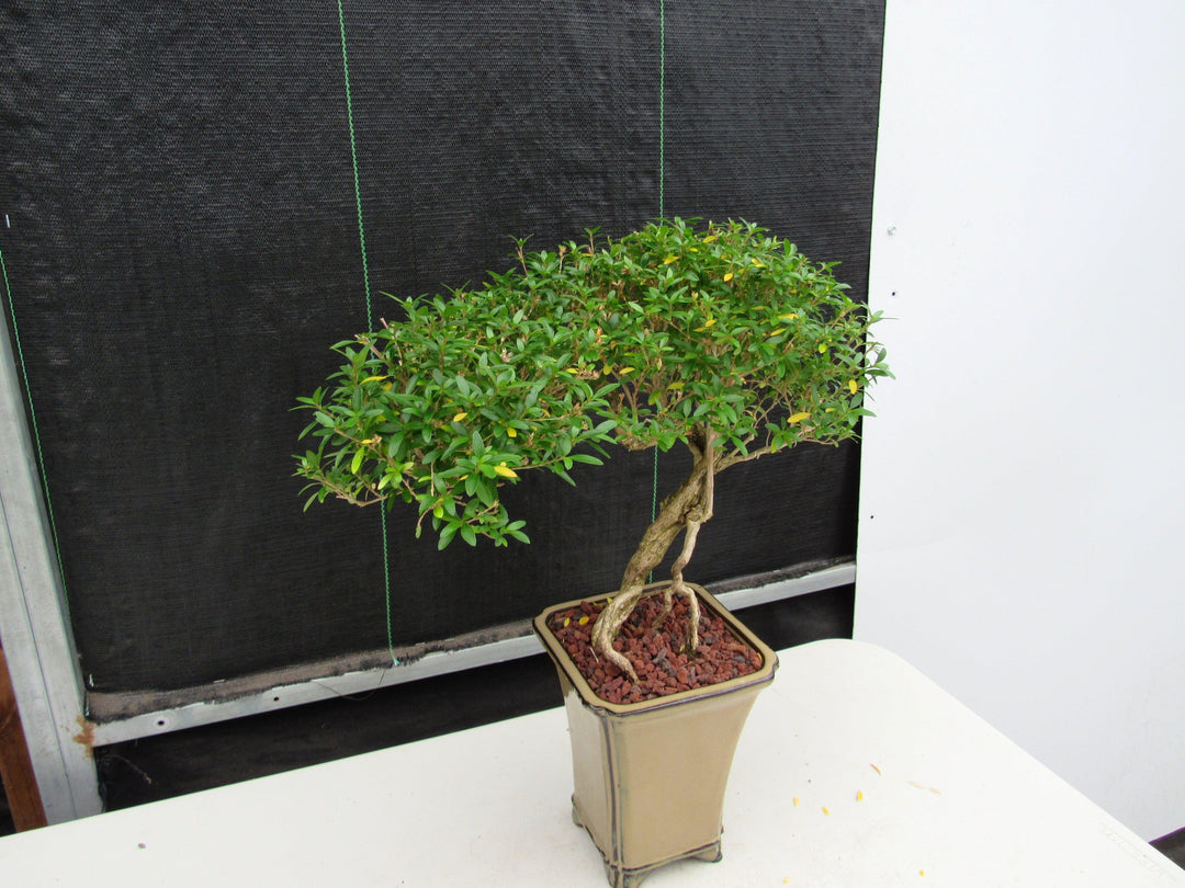 21 Year Old Thousand Star Serissa Flowering Semi Cascade Specimen Bonsai Tree Strong Side