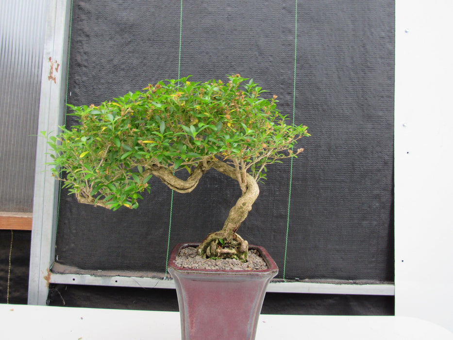 21 Year Old Thousand Star Serissa Flowering Semi Cascade Specimen Bonsai Tree Back Profile