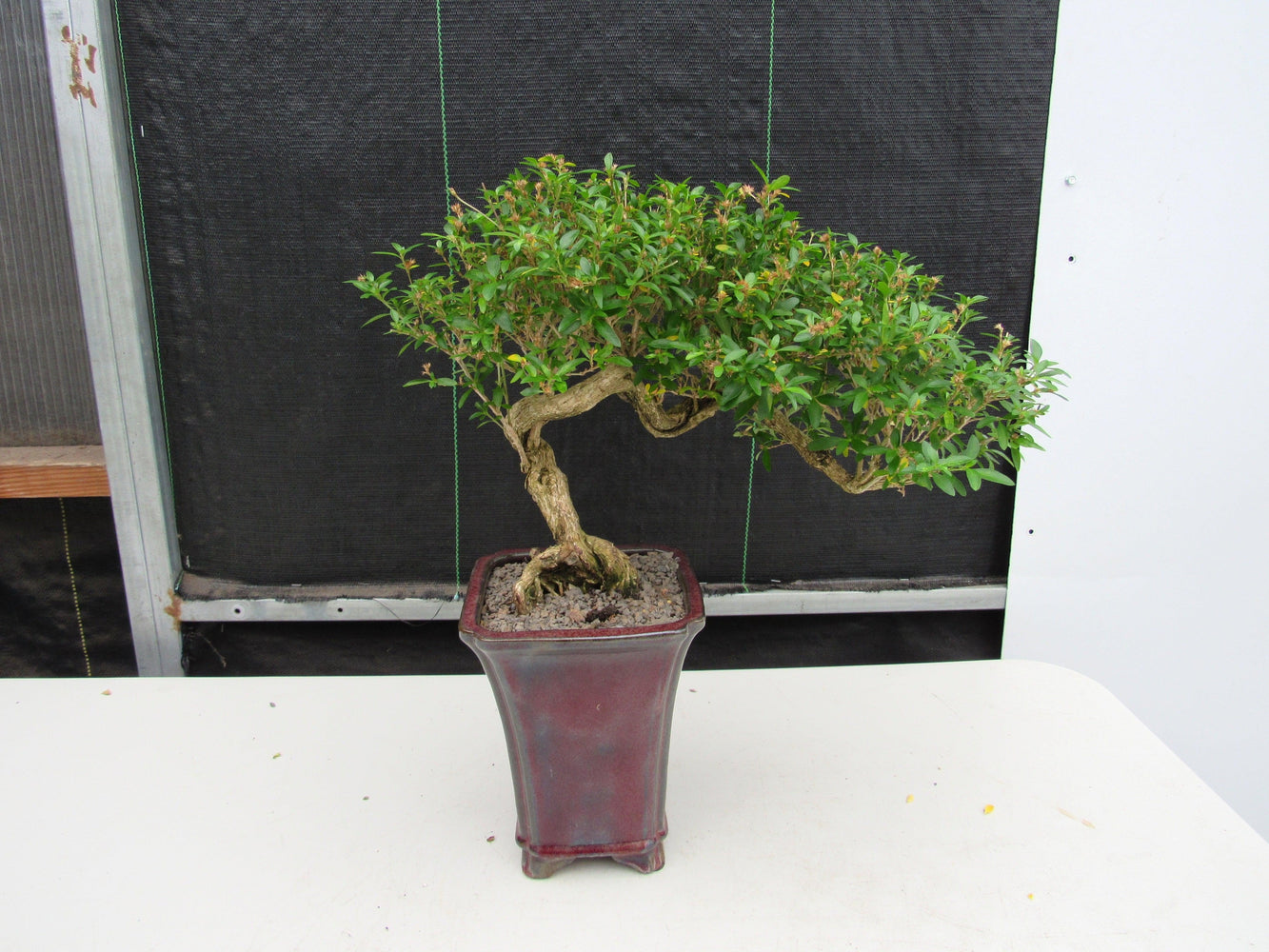 21 Year Old Thousand Star Serissa Flowering Semi Cascade Specimen Bonsai Tree