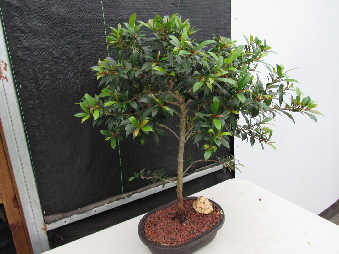 22 Year Old Brush Cherry Tree Specimen Bonsai Tree Softest Side