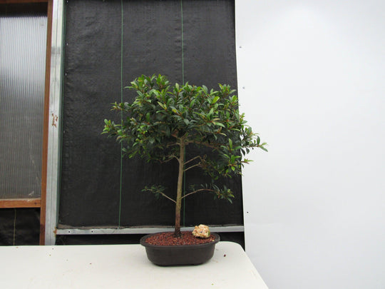 bonsai stube 22 Year Old Brush Cherry Tree Specimen Bonsai Tree