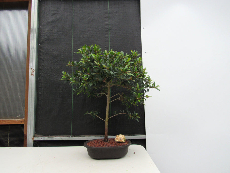 22 Year Old Brush Cherry Tree Specimen Bonsai Tree Profile