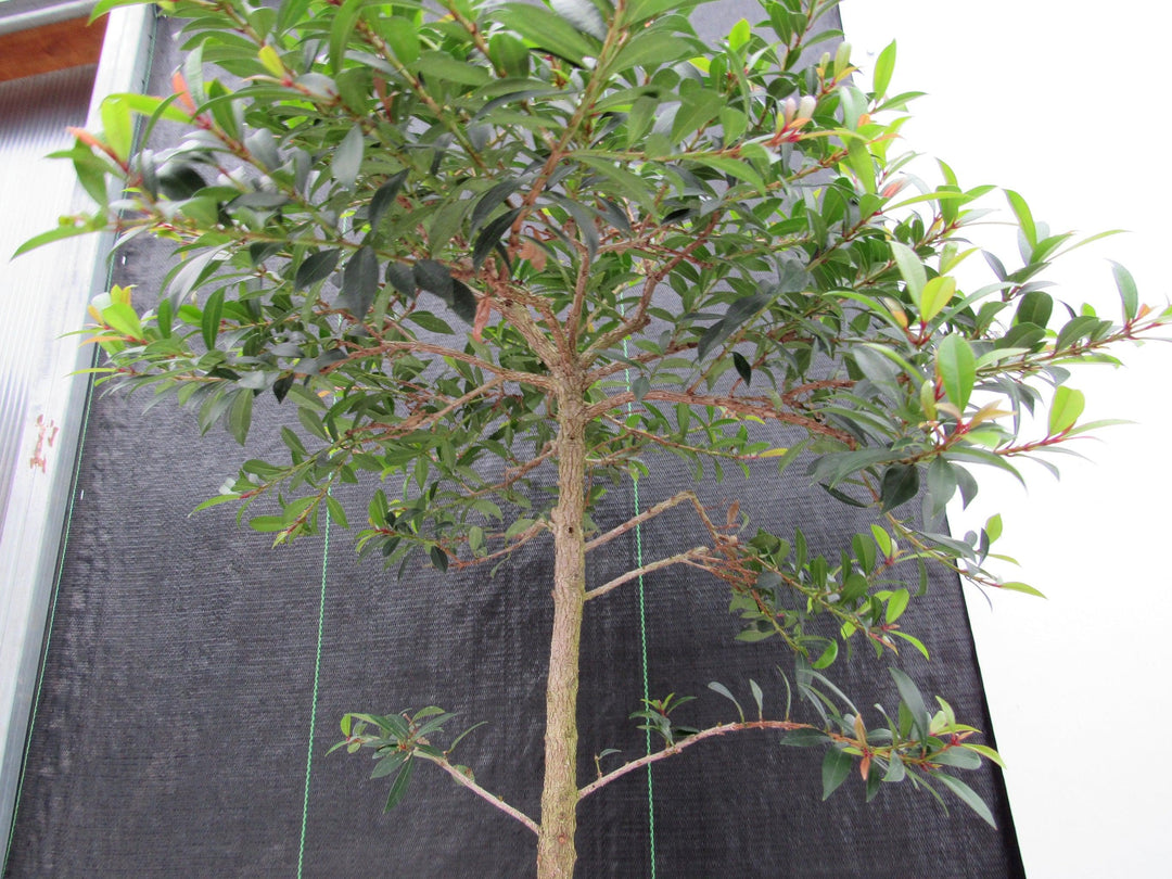 22 Year Old Brush Cherry Tree Specimen Bonsai Tree Branches