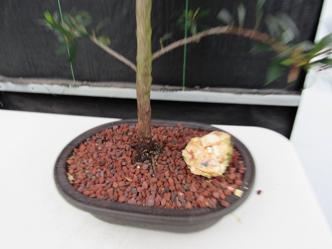 22 Year Old Brush Cherry Tree Specimen Bonsai Tree Action