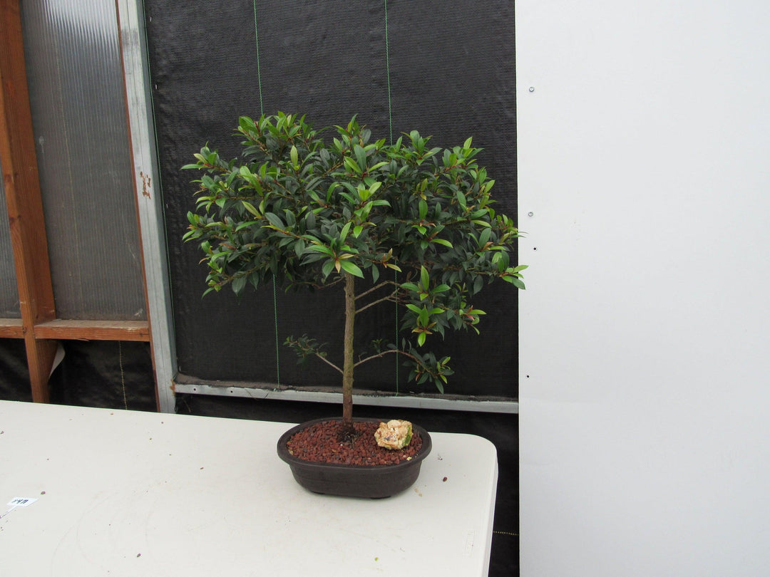 22 Year Old Brush Cherry Tree Specimen Bonsai Tree Side