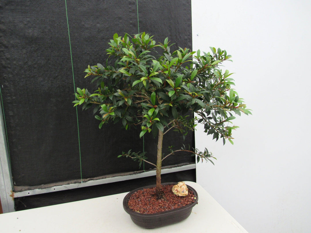 22 Year Old Brush Cherry Tree Specimen Bonsai Tree Softer Side