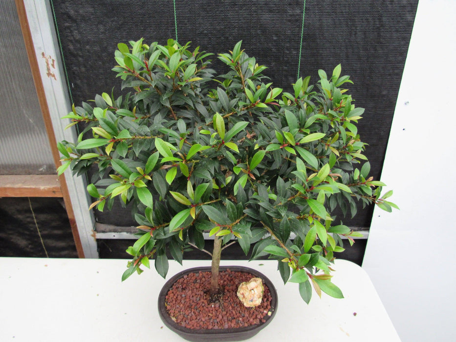 22 Year Old Brush Cherry Tree Specimen Bonsai Tree Canopy