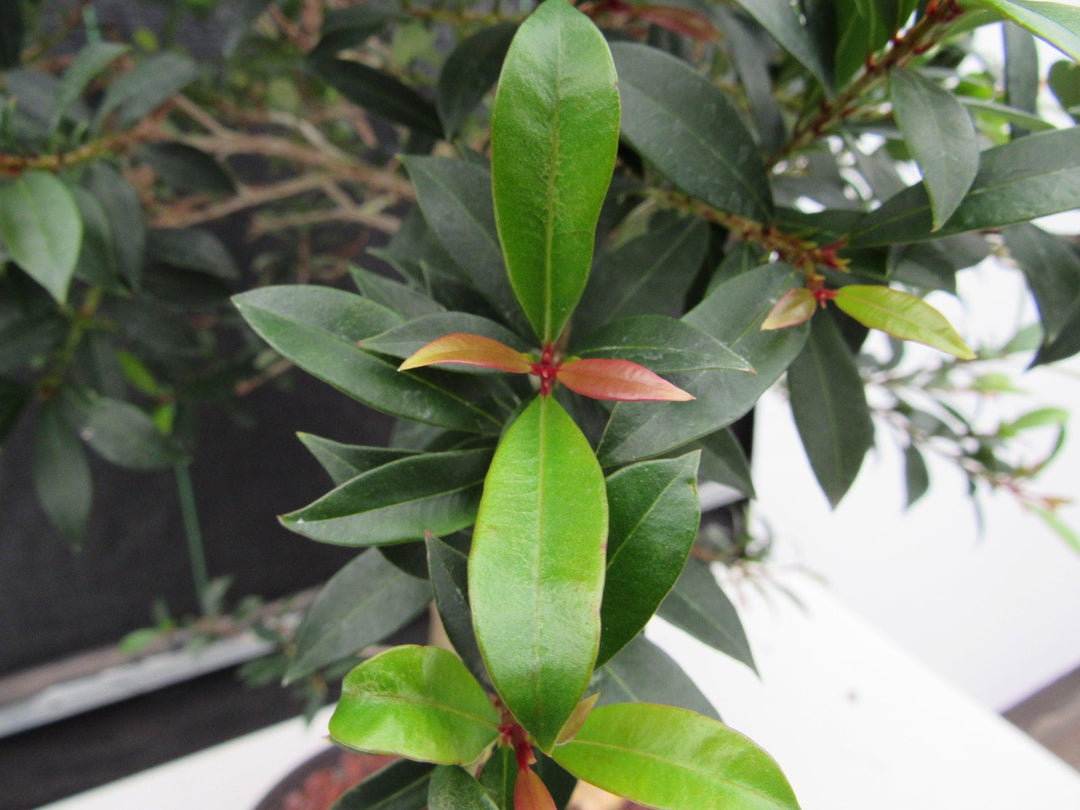22 Year Old Brush Cherry Tree Specimen Bonsai Tree New Growth