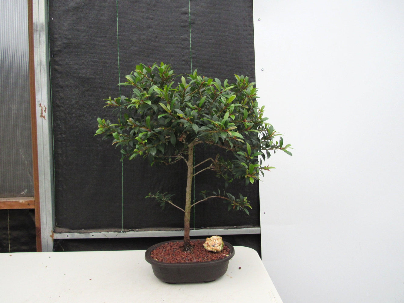 black cherry tree bonsai 22 Year Old Brush Cherry Tree Specimen Bonsai Tree