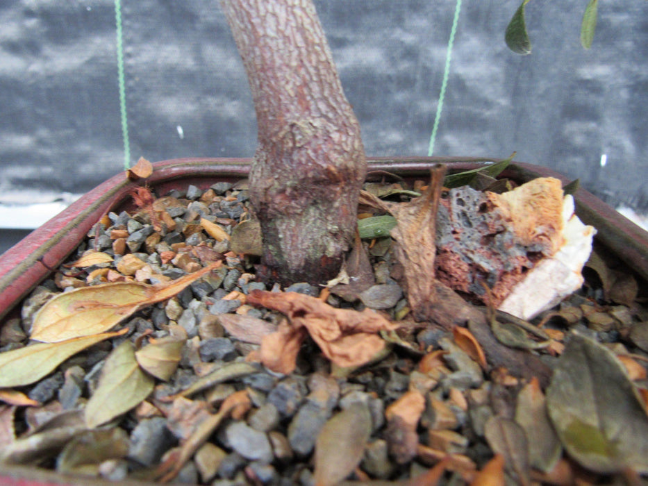 22 Year Old Duc De Rohan Azalea Cascading Specimen Bonsai Tree Trunk