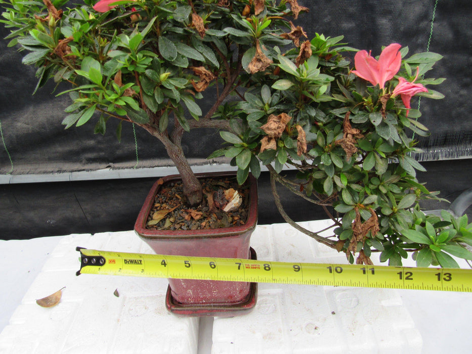 22 Year Old Duc De Rohan Azalea Cascading Specimen Bonsai Tree Size