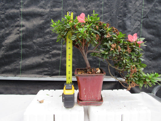 bonsai azalee kaskade 22 Year Old Duc De Rohan Azalea Cascading Specimen Bonsai Tree