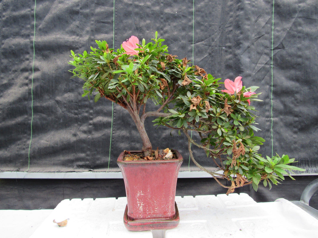 22 Year Old Duc De Rohan Azalea Cascading Specimen Bonsai Tree Profile