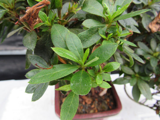 bonsai tree augusta ga 22 Year Old Duc De Rohan Azalea Cascading Specimen Bonsai Tree
