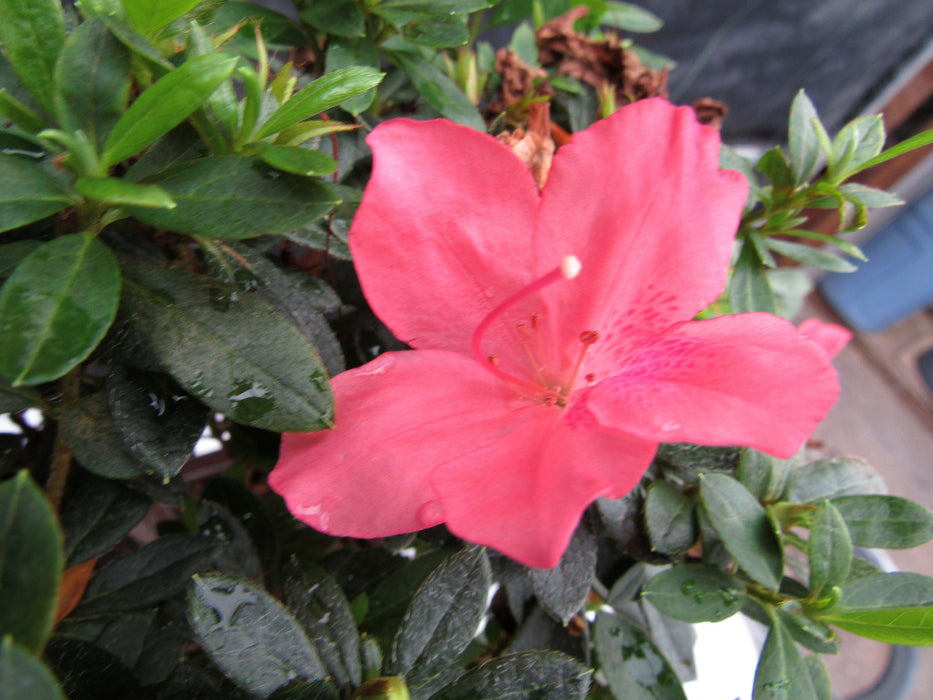 22 Year Old Duc De Rohan Azalea Cascading Specimen Bonsai Tree Flower