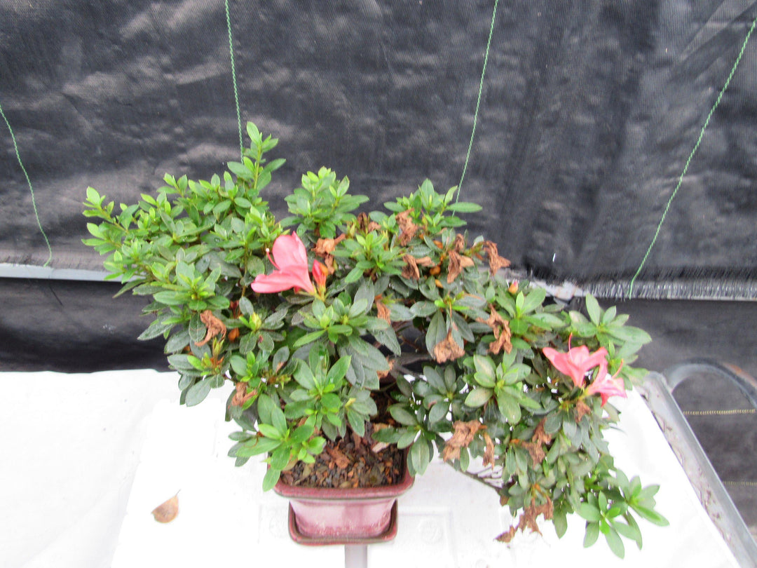 22 Year Old Duc De Rohan Azalea Cascading Specimen Bonsai Tree Top Down