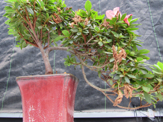 bonsai tree augusta ga 22 Year Old Duc De Rohan Azalea Cascading Specimen Bonsai Tree