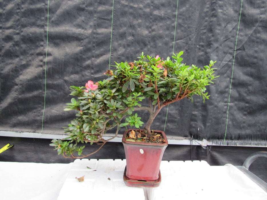 22 Year Old Duc De Rohan Azalea Cascading Specimen Bonsai Tree Back
