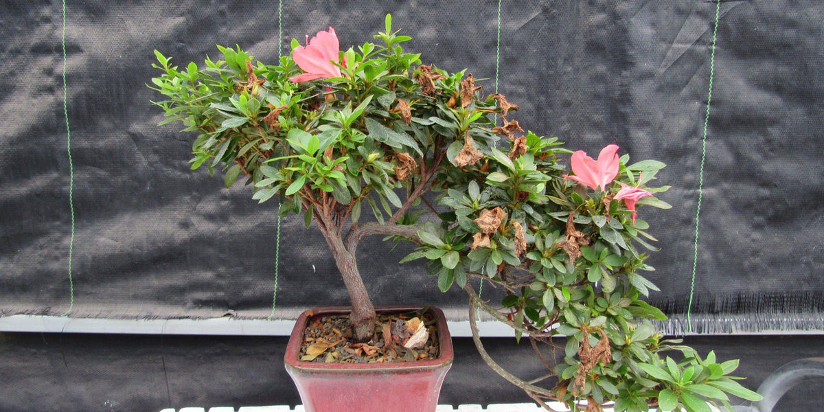 bonsai azalee kaskade 22 Year Old Duc De Rohan Azalea Cascading Specimen Bonsai Tree