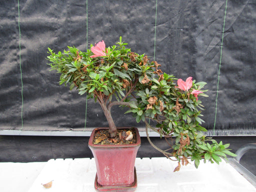 22 Year Old Duc De Rohan Azalea Cascading Specimen Bonsai Tree