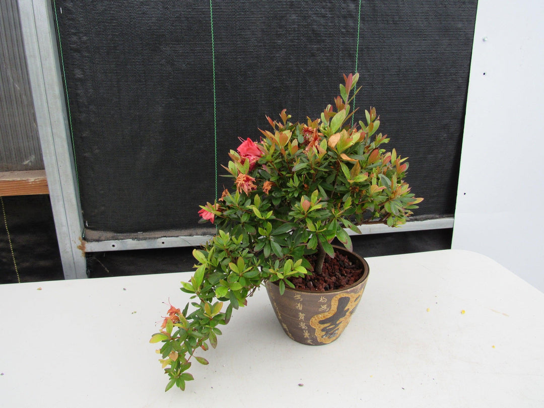 22 Year Old Duc De Rohan Azalea Semi Cascade Specimen Bonsai Tree Close side