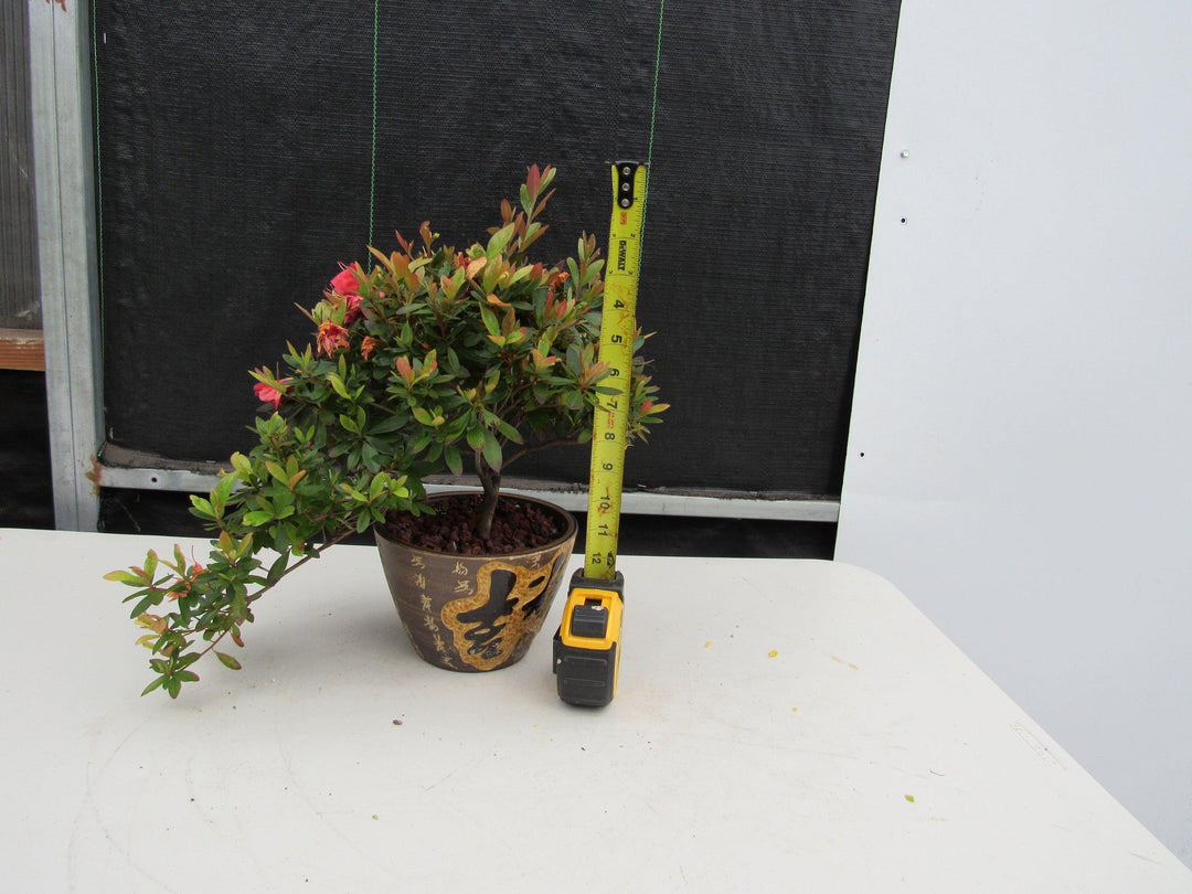 22 Year Old Duc De Rohan Azalea Semi Cascade Specimen Bonsai Tree Height