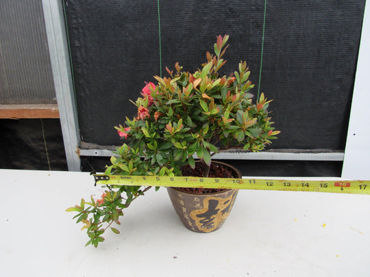 桜紅蘭 22 Year Old Duc De Rohan Azalea Semi Cascade Specimen Bonsai Tree