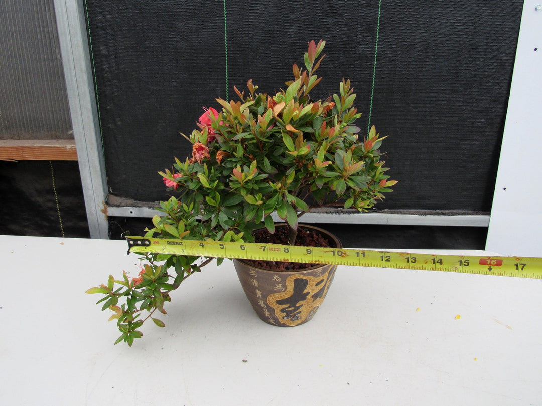 22 Year Old Duc De Rohan Azalea Semi Cascade Specimen Bonsai Tree Size