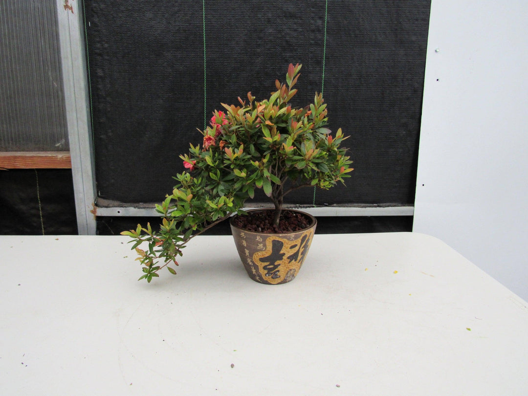 22 Year Old Duc De Rohan Azalea Semi Cascade Specimen Bonsai Tree Profile