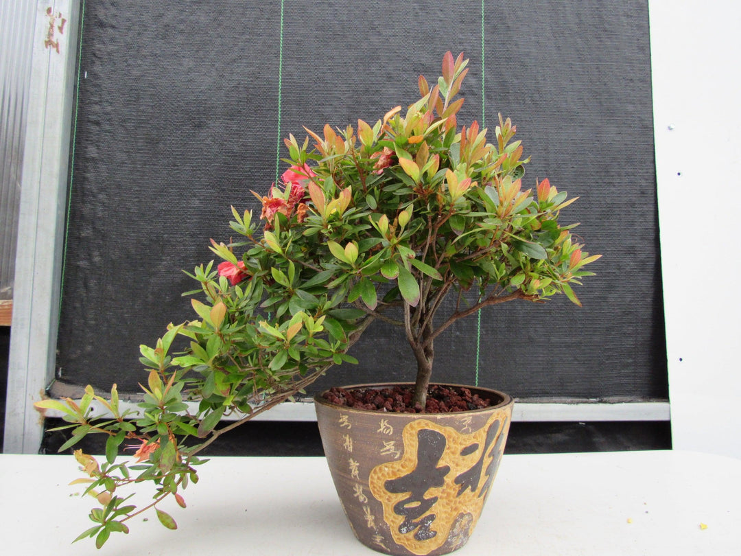22 Year Old Duc De Rohan Azalea Semi Cascade Specimen Bonsai Tree Close