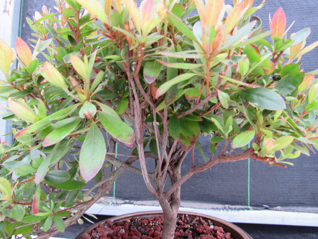 22 Year Old Duc De Rohan Azalea Semi Cascade Specimen Bonsai Tree Foliage