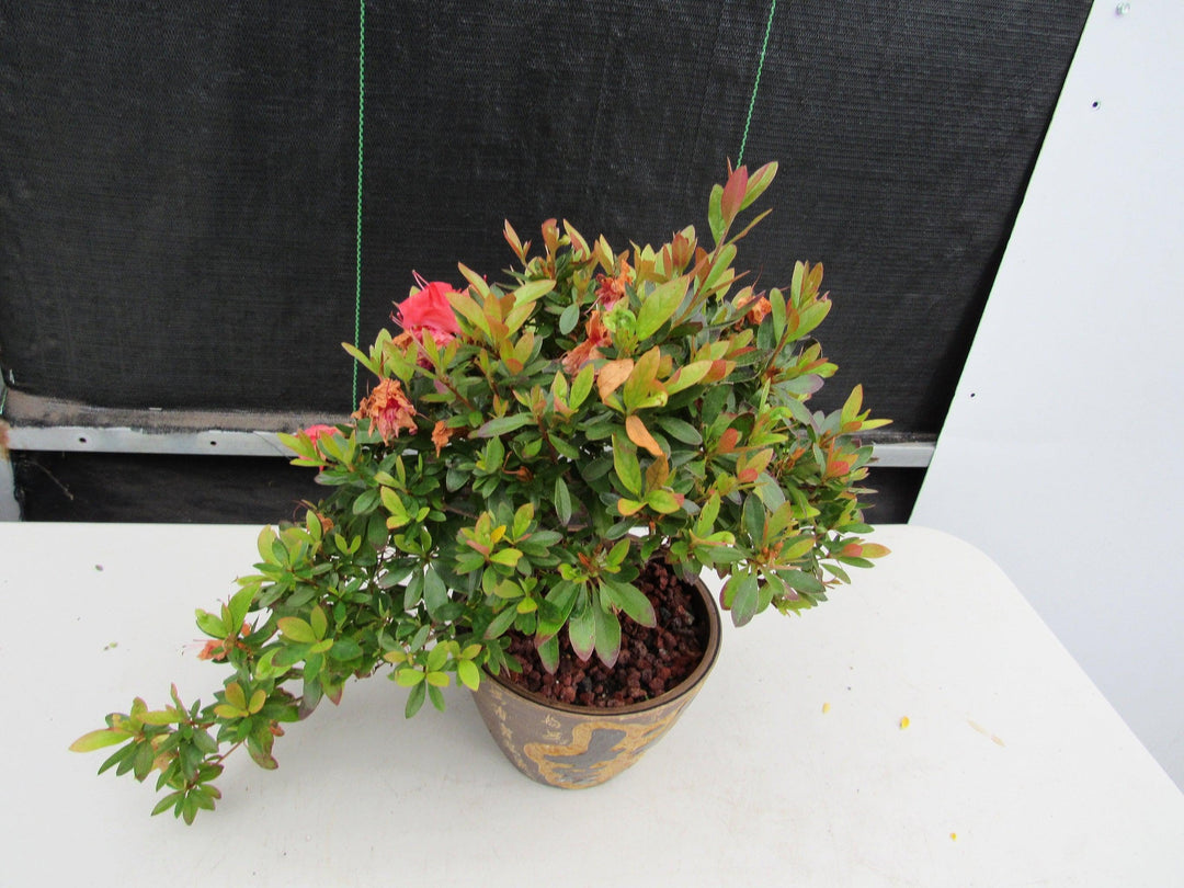 22 Year Old Duc De Rohan Azalea Semi Cascade Specimen Bonsai Tree Canopy