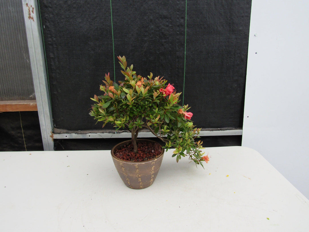 22 Year Old Duc De Rohan Azalea Semi Cascade Specimen Bonsai Tree Back