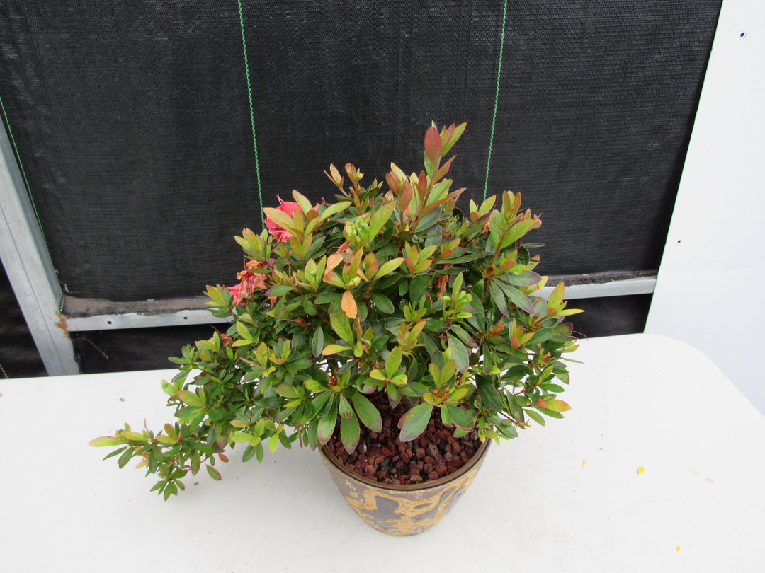 22 Year Old Duc De Rohan Azalea Semi Cascade Specimen Bonsai Tree Birds Eye