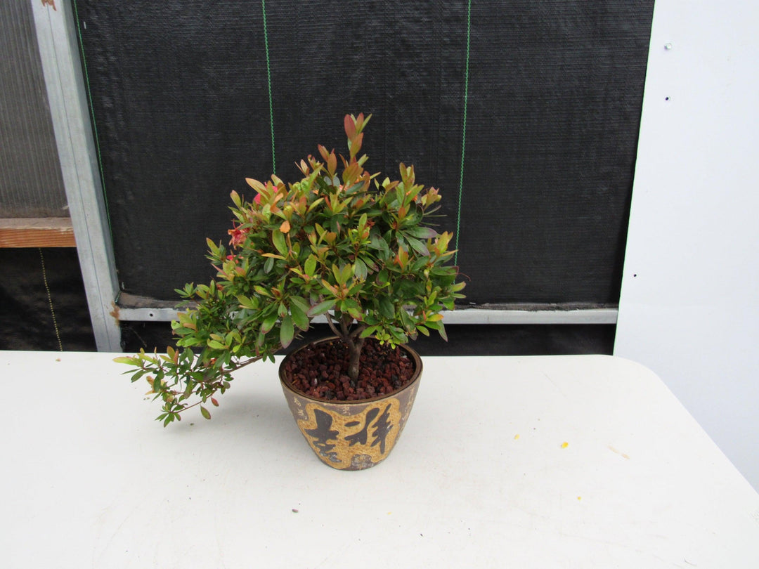 22 Year Old Duc De Rohan Azalea Semi Cascade Specimen Bonsai Tree Alt