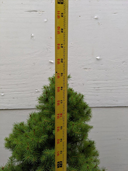 22 Year Old Dwarf Alberta Spruce Specimen Christmas Bonsai Tree Height