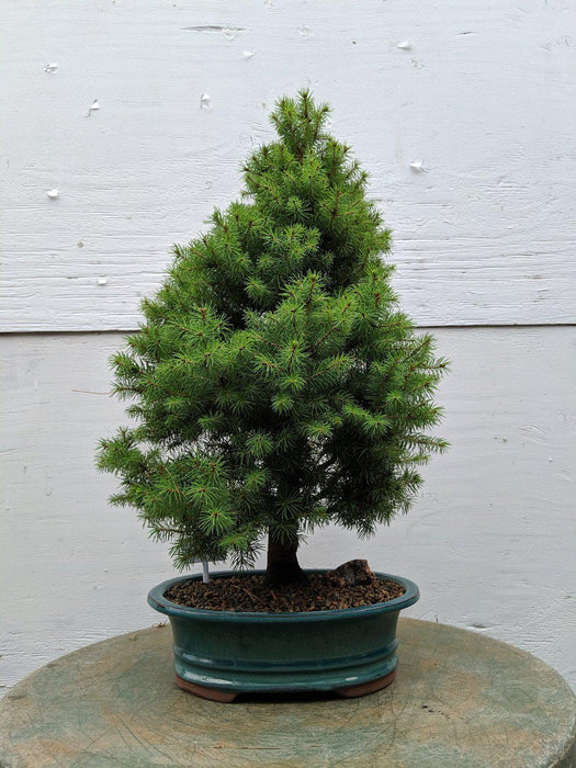 22 Year Old Dwarf Alberta Spruce Specimen Christmas Bonsai Tree