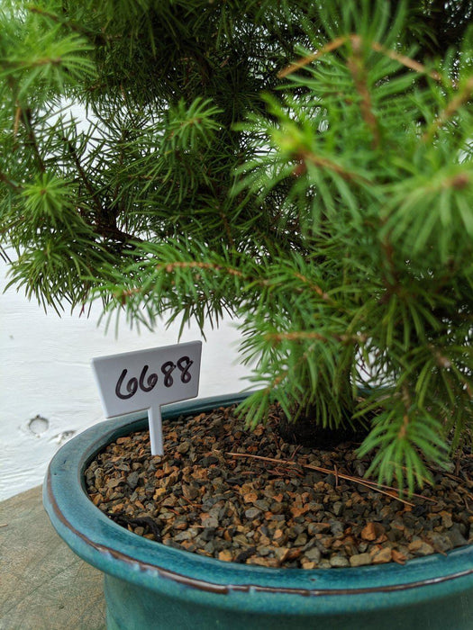 22 Year Old Dwarf Alberta Spruce Specimen Christmas Bonsai Tree Cones